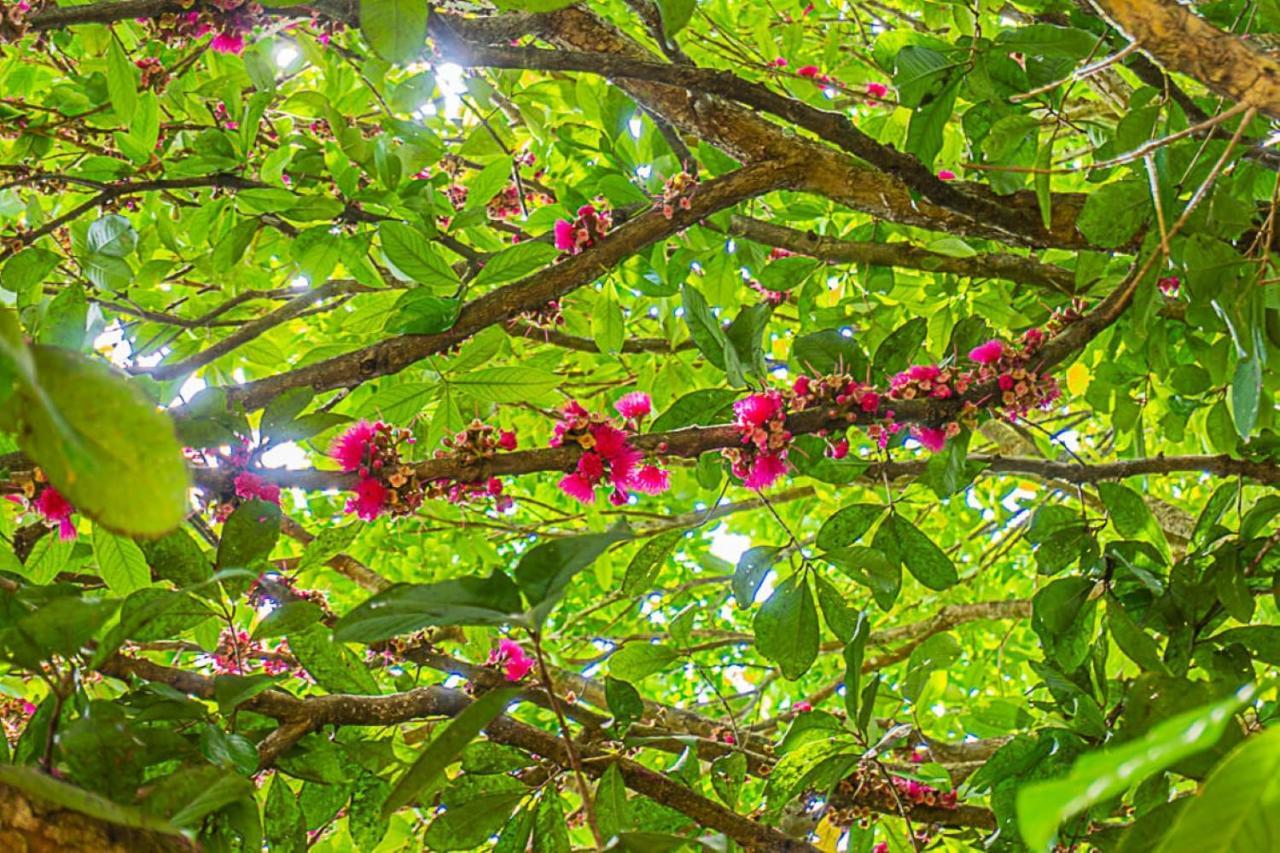 Pousada Jamboo Ubatuba Bagian luar foto